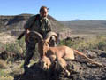 Aoudad