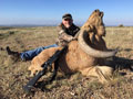 Aoudad