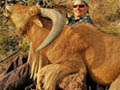 Aoudad