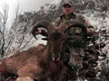 Aoudad