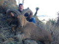 Aoudad