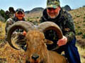 Aoudad