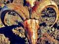 Aoudad