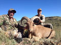 Aoudad