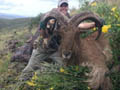 Aoudad