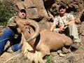 Aoudad