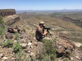 Aoudad