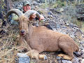 Aoudad