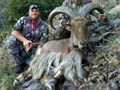 Aoudad