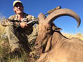 Aoudad