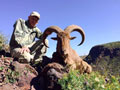 Aoudad