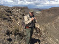 Aoudad