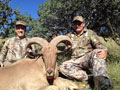 Aoudad