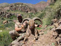 Aoudad