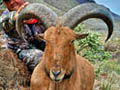 Aoudad