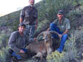 Aoudad