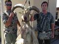 Aoudad