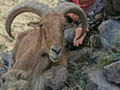 Aoudad