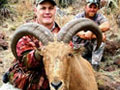 Aoudad