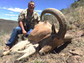 Aoudad