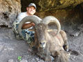 Aoudad