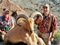 Aoudad