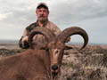 Aoudad