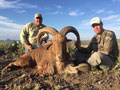 Aoudad