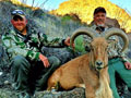 Aoudad