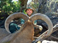 Aoudad