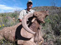 Aoudad