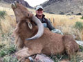 Aoudad