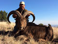 Aoudad