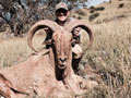 Aoudad