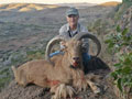 Aoudad