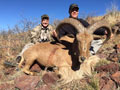 Aoudad