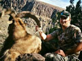 Aoudad