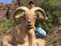 Aoudad