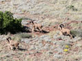 Aoudad