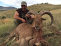 Aoudad