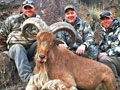 Aoudad