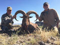 Aoudad