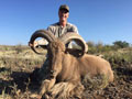 Aoudad