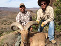 Aoudad