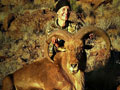 Aoudad