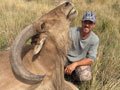 Aoudad