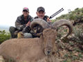 Aoudad