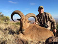 Aoudad