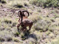 Aoudad