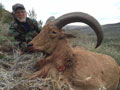 Aoudad